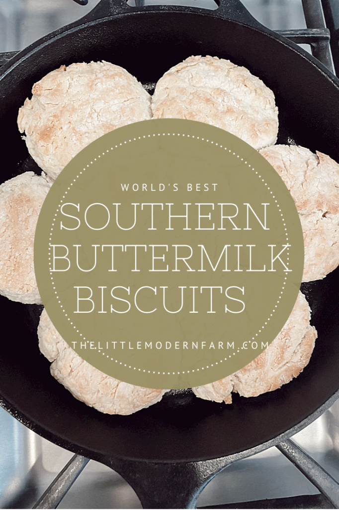 buttermilk biscuits in a cast iron skillet with round name on top 