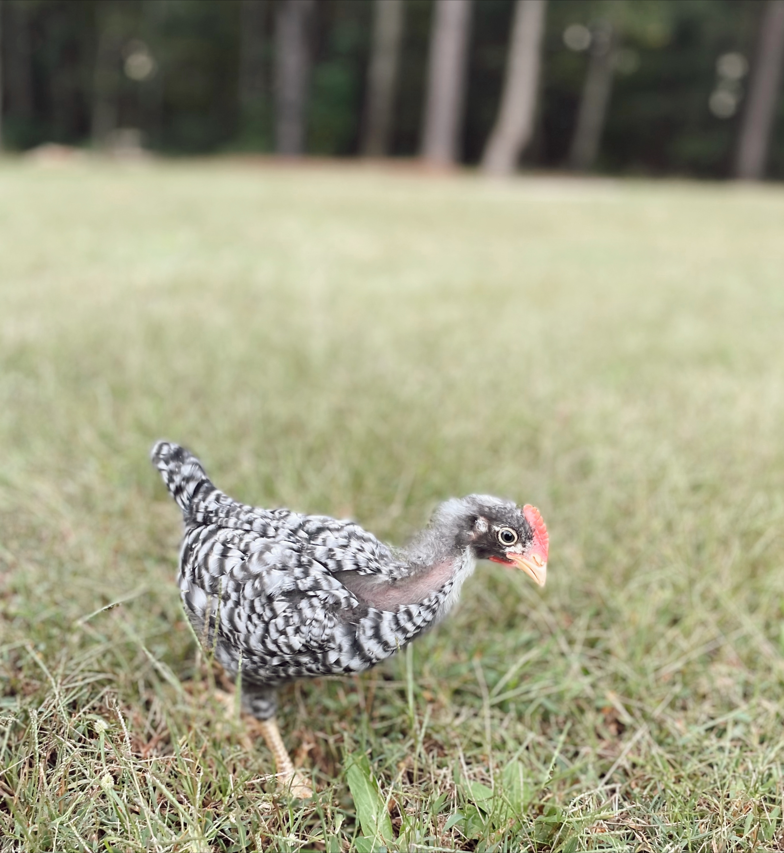 barred rock baby chick 