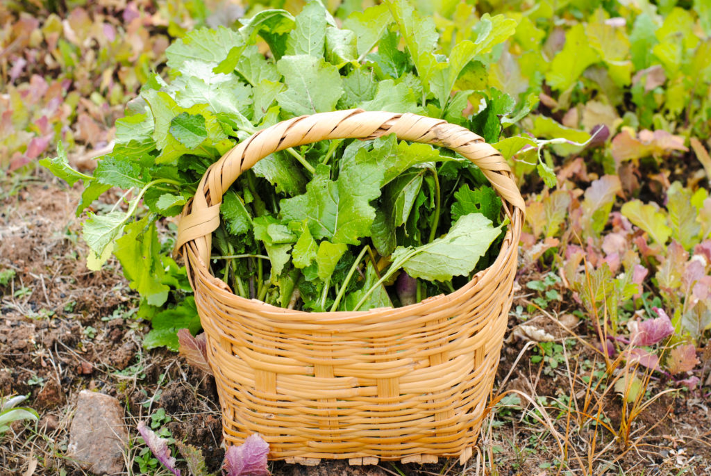 Turnip greens in a basket on the ground 