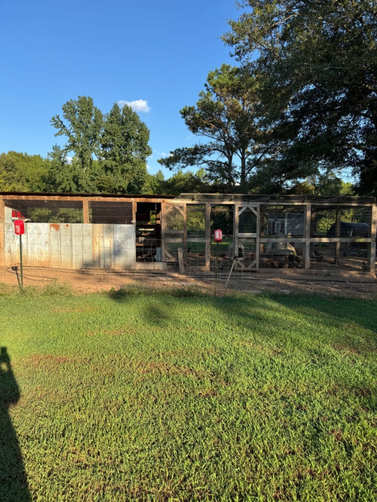 covered chicken run area