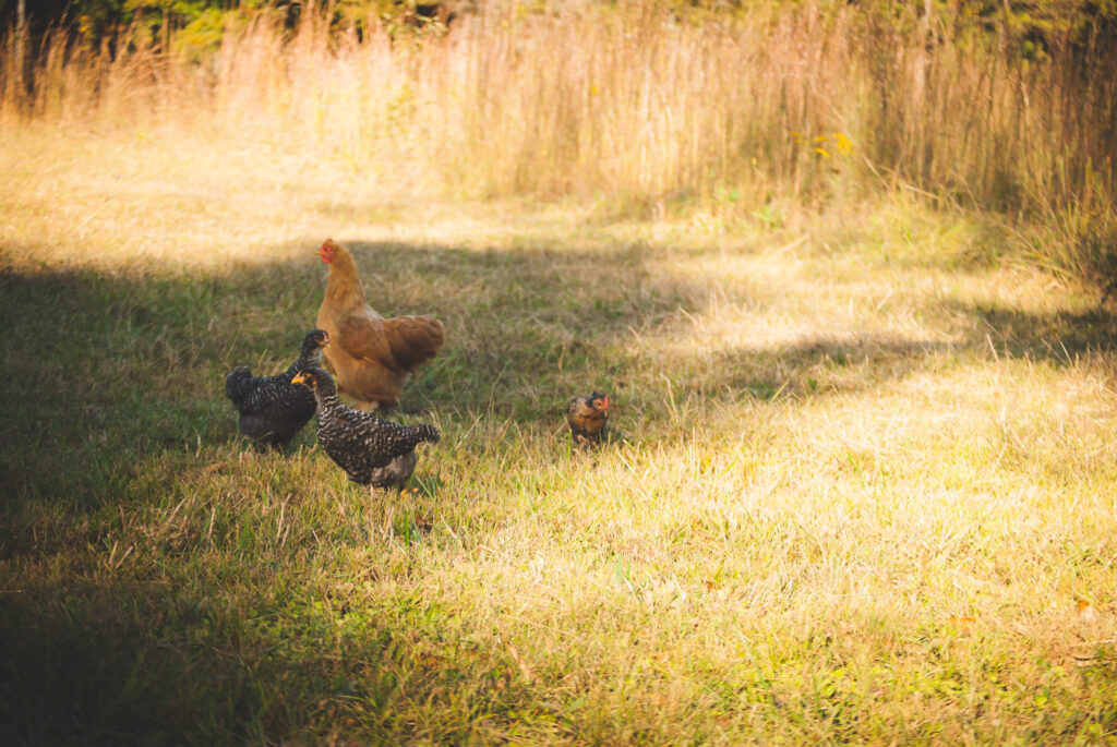 Broody Hen and Chicks