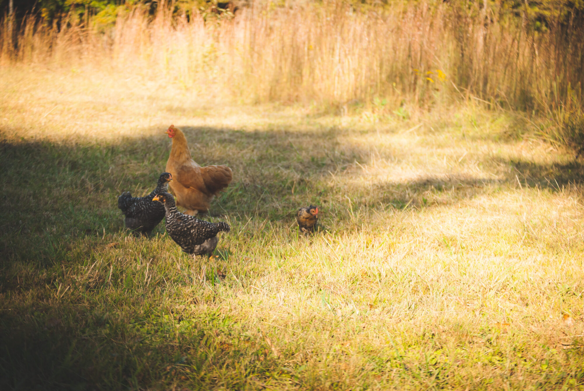 a-broody-hen-5-reasons-to-love-them-the-little-modern-farm