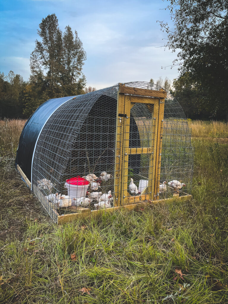 Chicken tractor in a grass field with chickens inside 