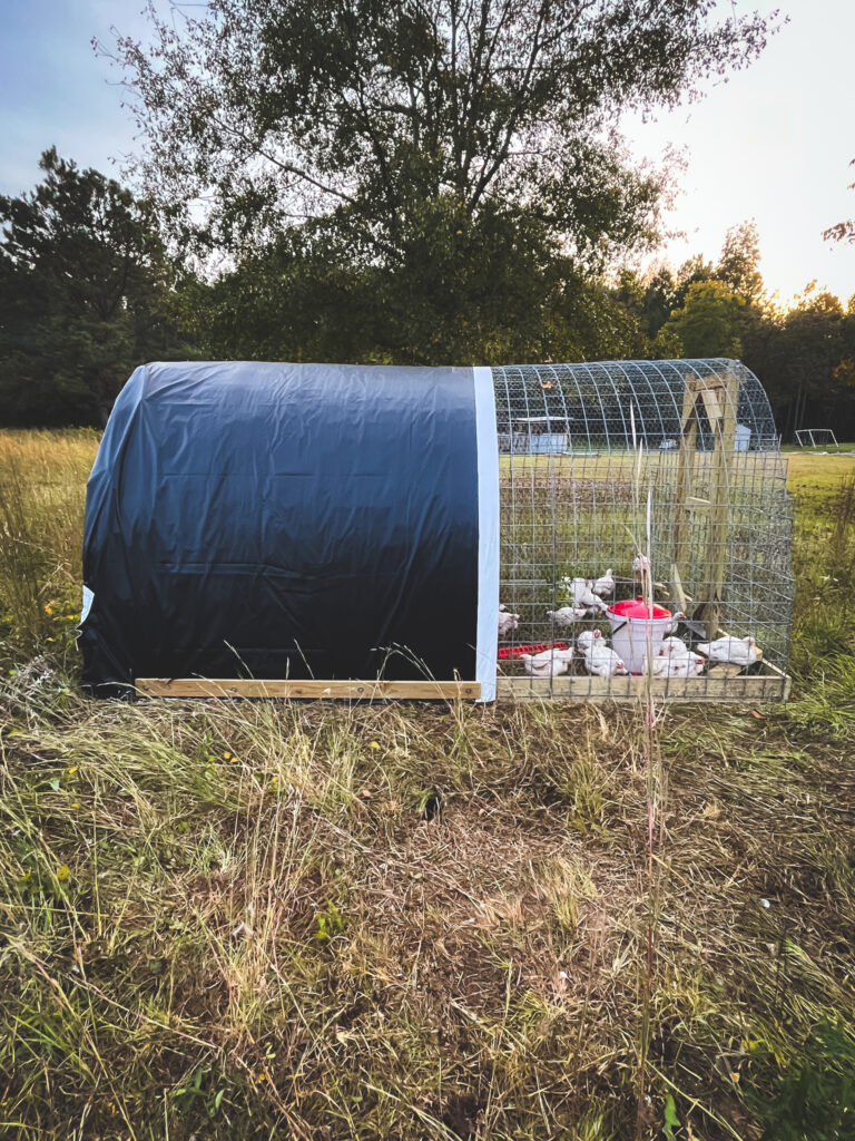 chicken tractor in a grass field with chickens inside 