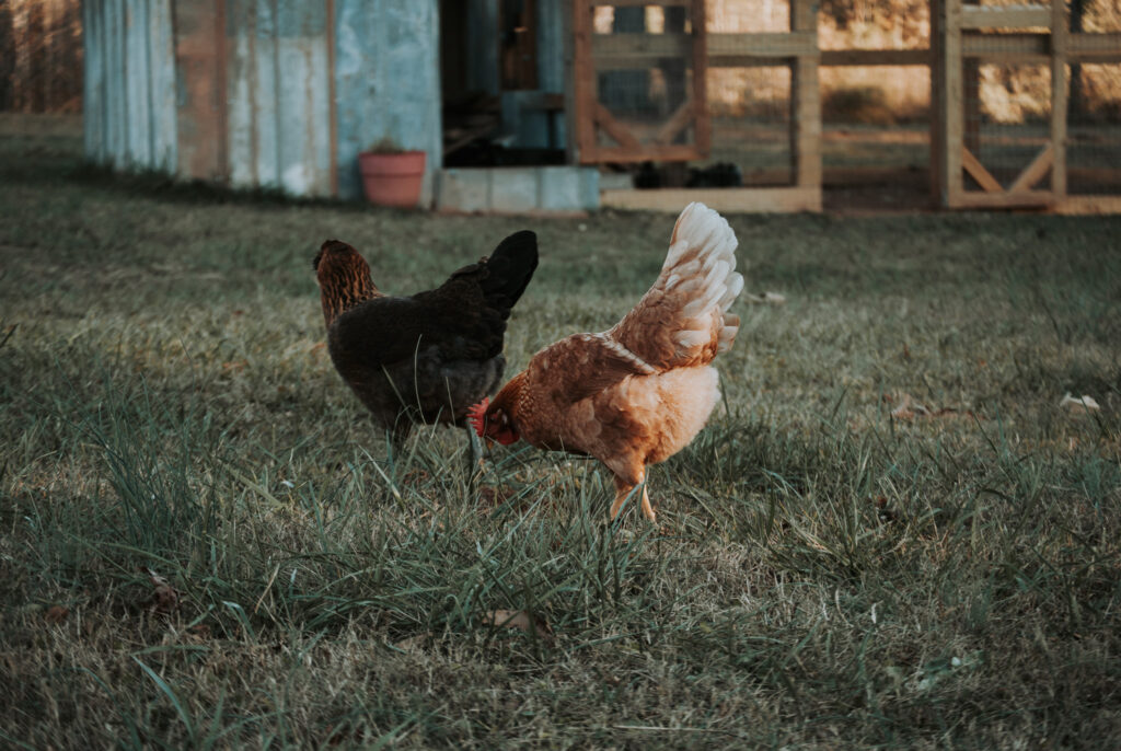 Chicken in grass in front of coop 