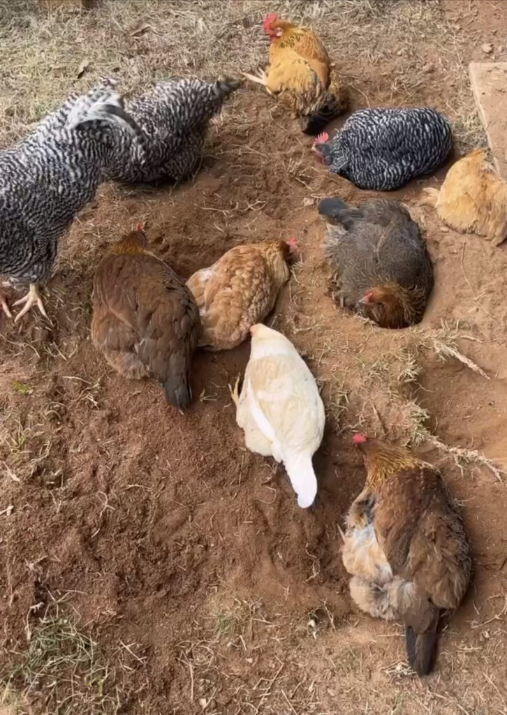 Dust-bathing chickens 
