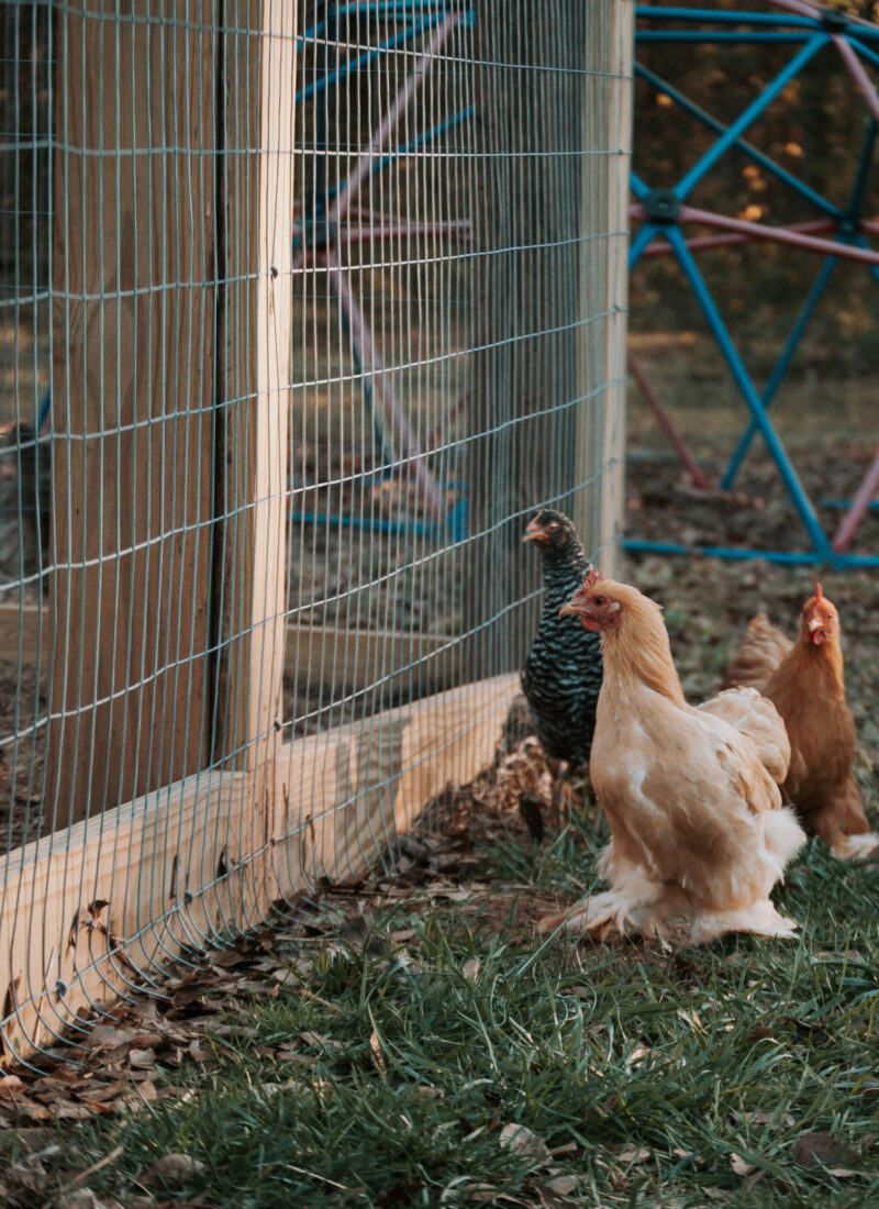 How to Care For a Broody Hen