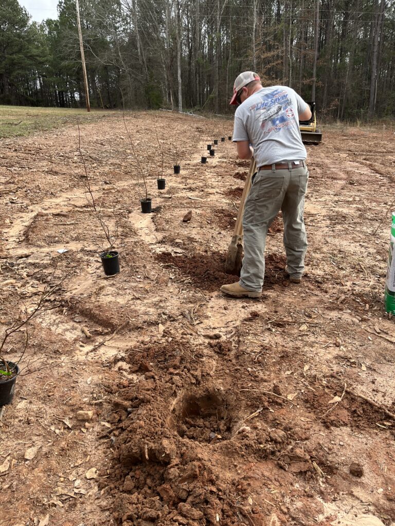 Hole spacing for growing blueberry plants 