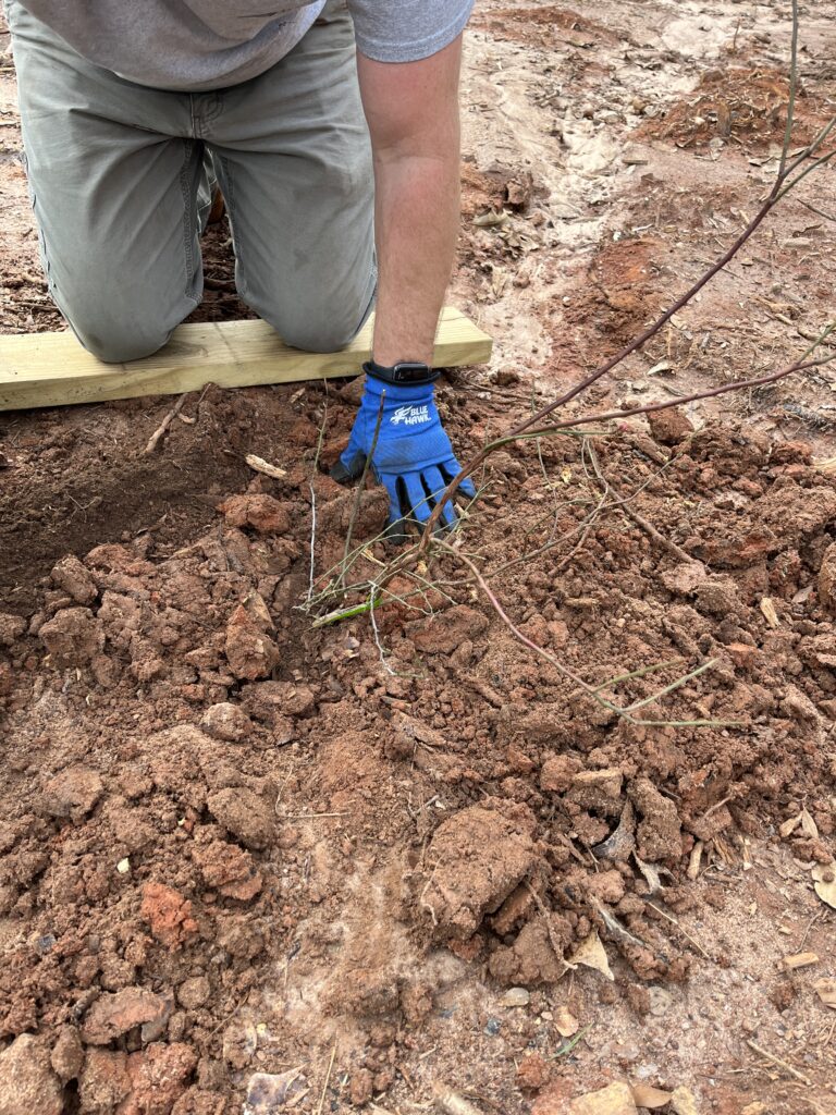 Soil line for growing blueberry bushes 