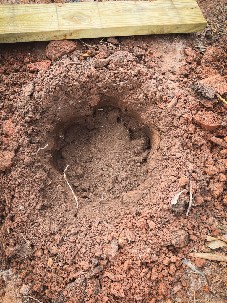 Peat moss added to hole for growing blueberry bushes 