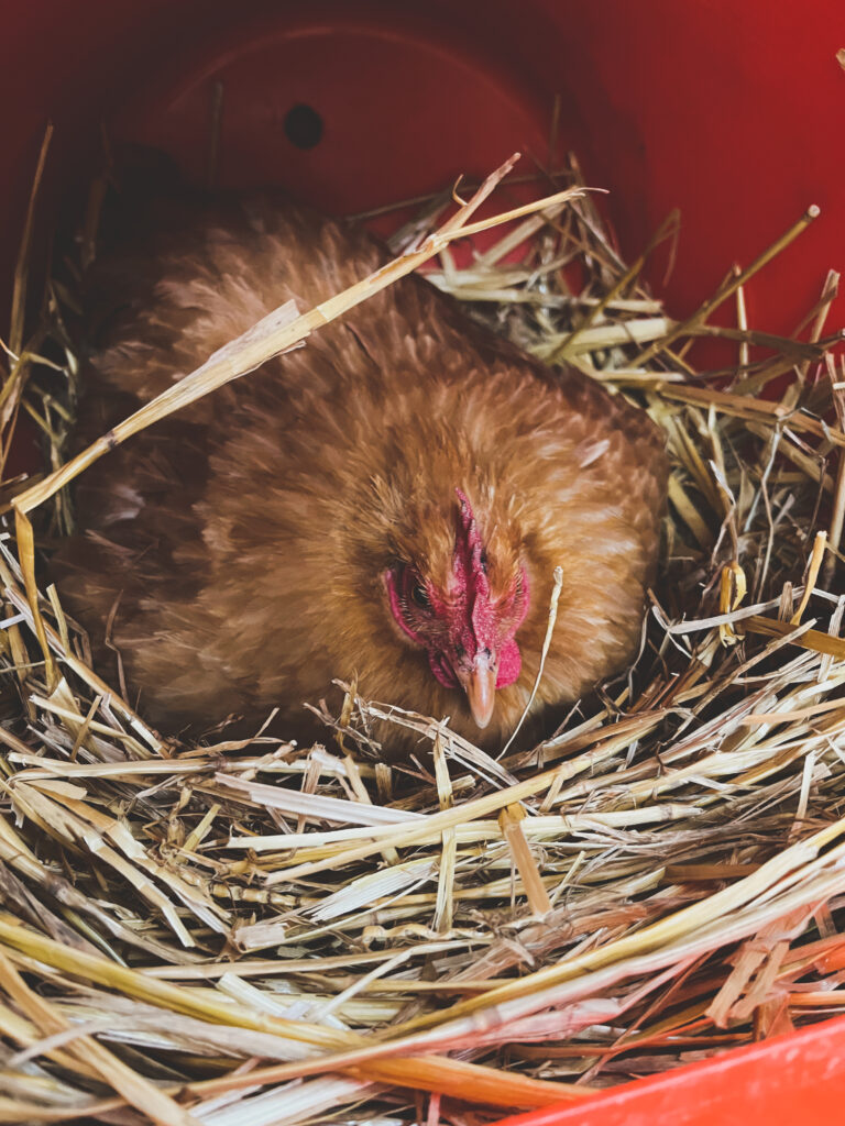 Broody Hen 