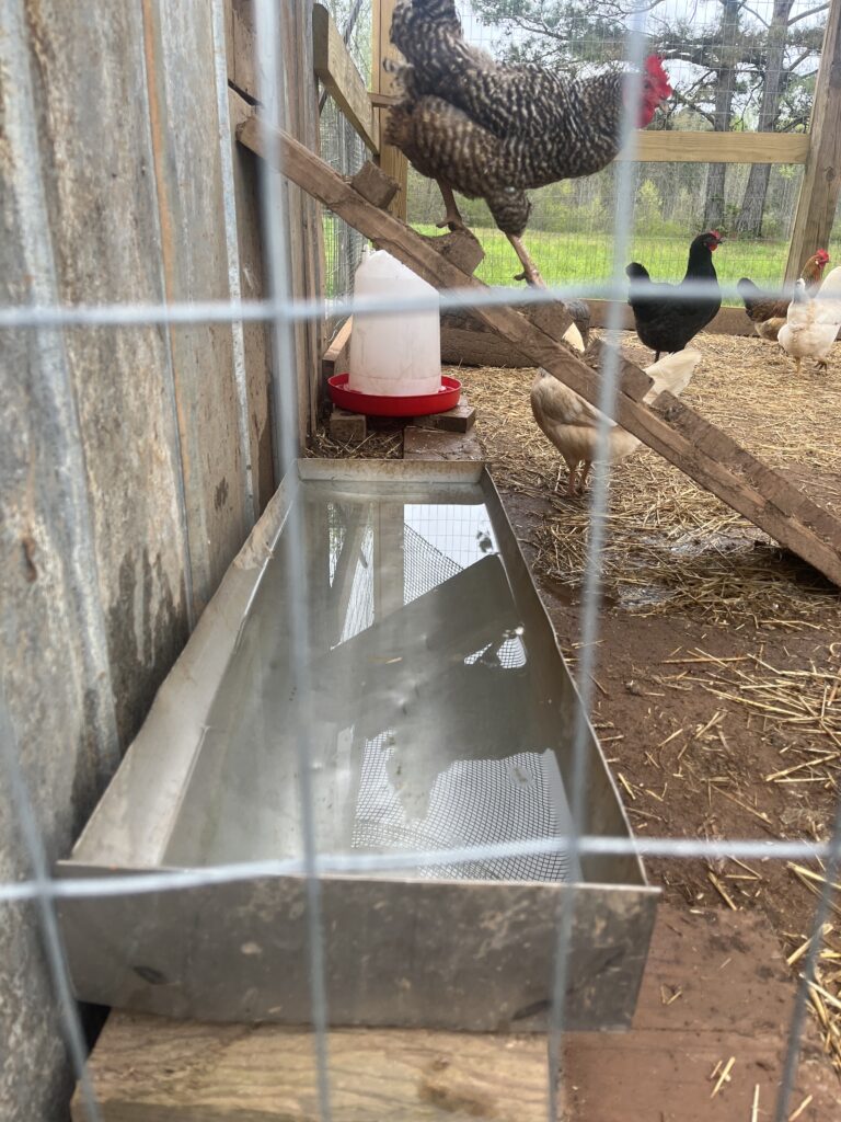 Multiple chickens next to a water trough