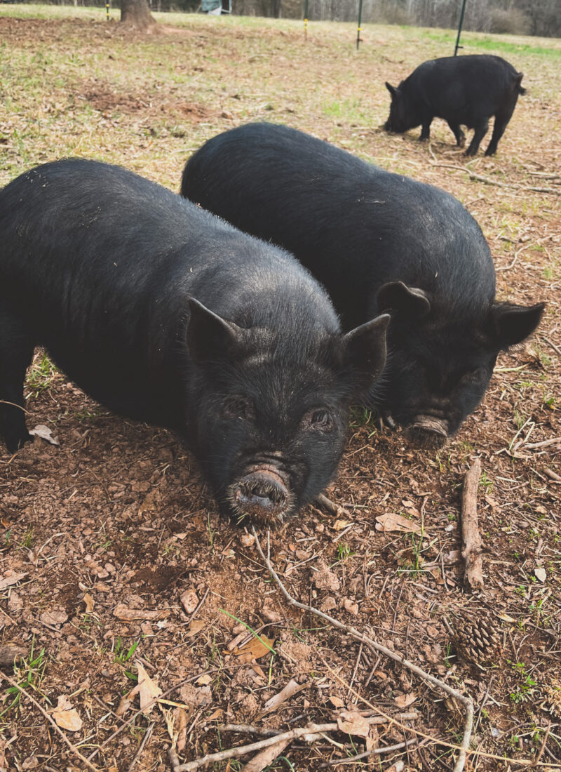 Raising Pigs: 6 Things You Need to Know