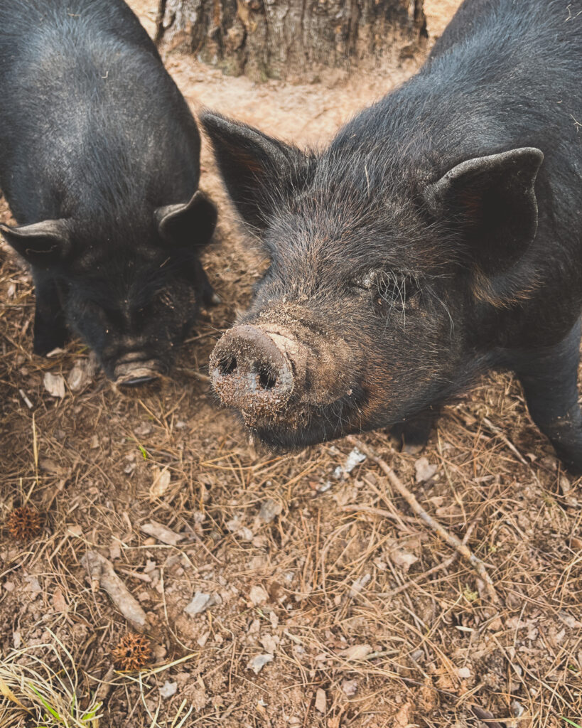 American Guinea Hog Pigs 