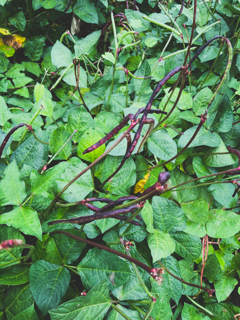 Purple Hull Peas 