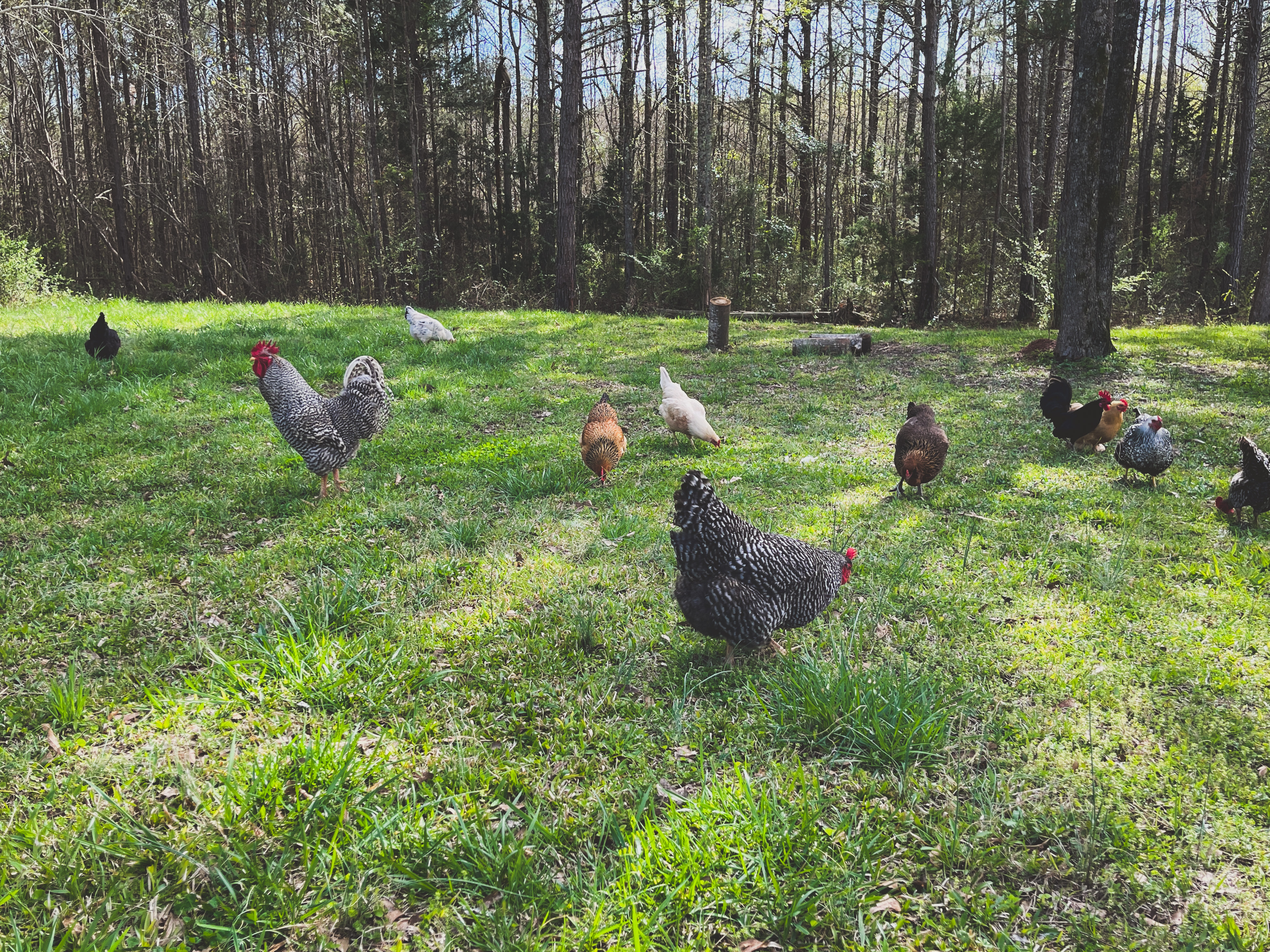 introducing new chicks to the flock 