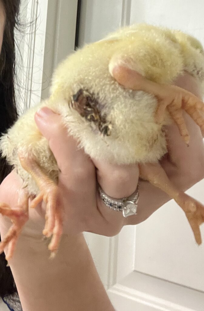 yellow baby chick held by woman with pasty butt.