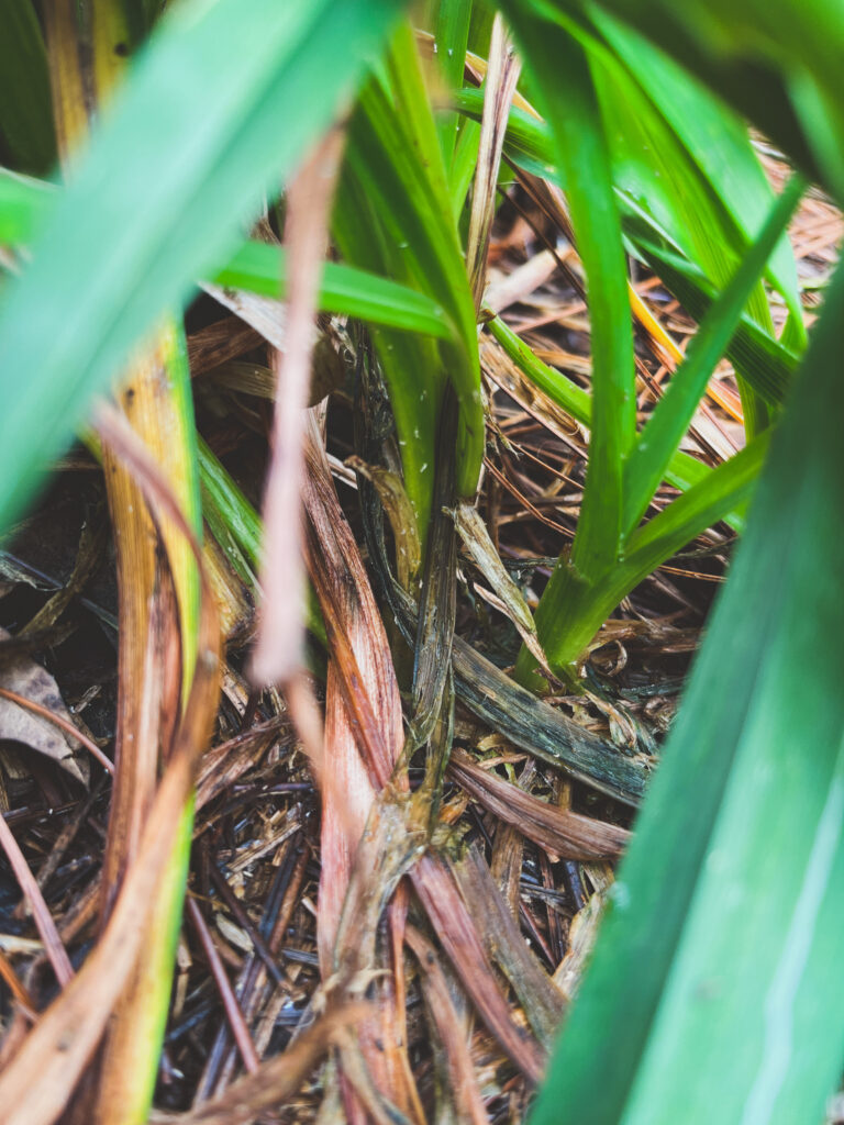 Leaf damage on lilies from aphids 