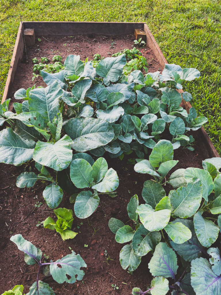 Aphid deterrent by planting basic with oregano and basil with cabbage 