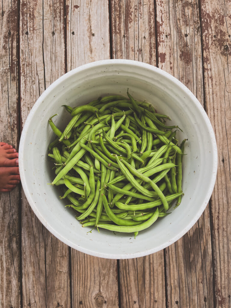 Fresh green beans in a bucket for canning 