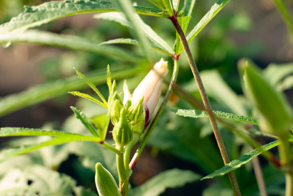 Okra bloom on stalk 