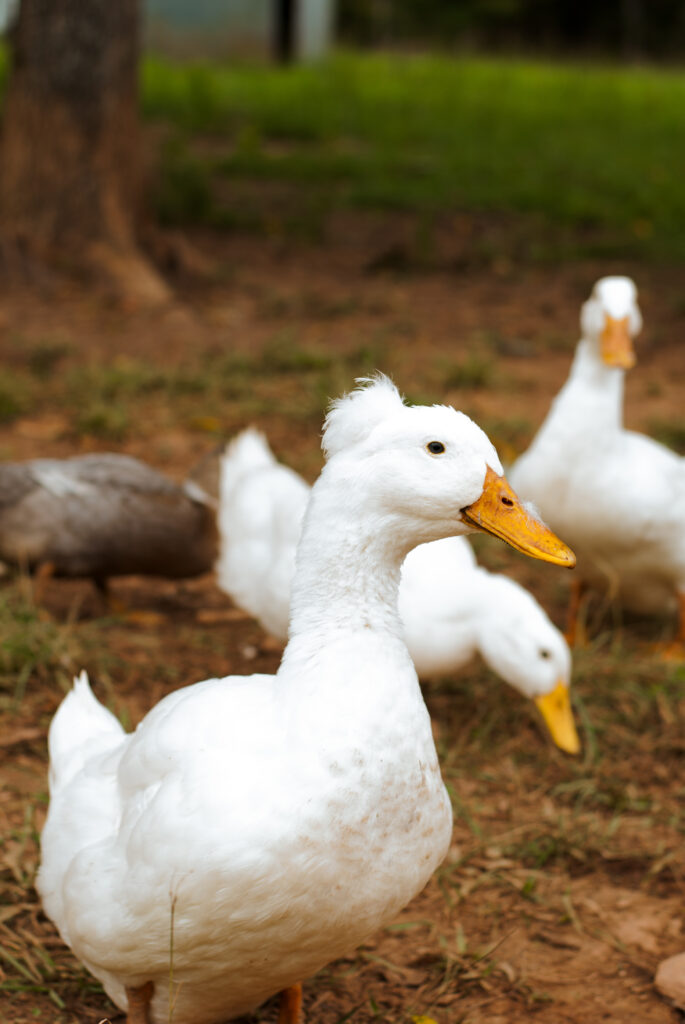 Raising Ducks