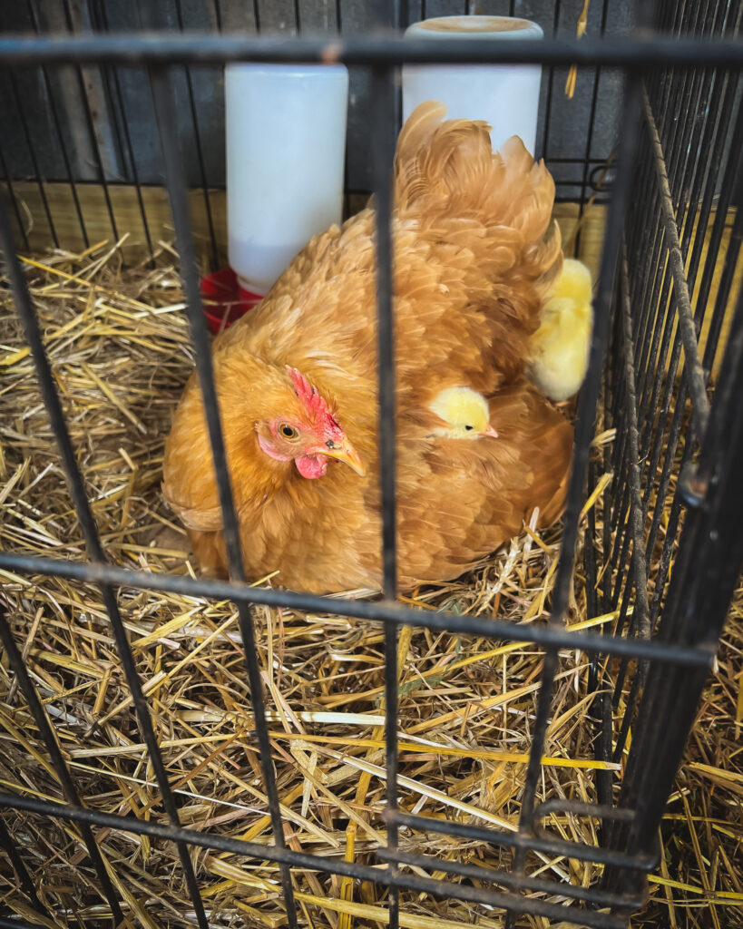 Isolated chicken to prevent bullying 