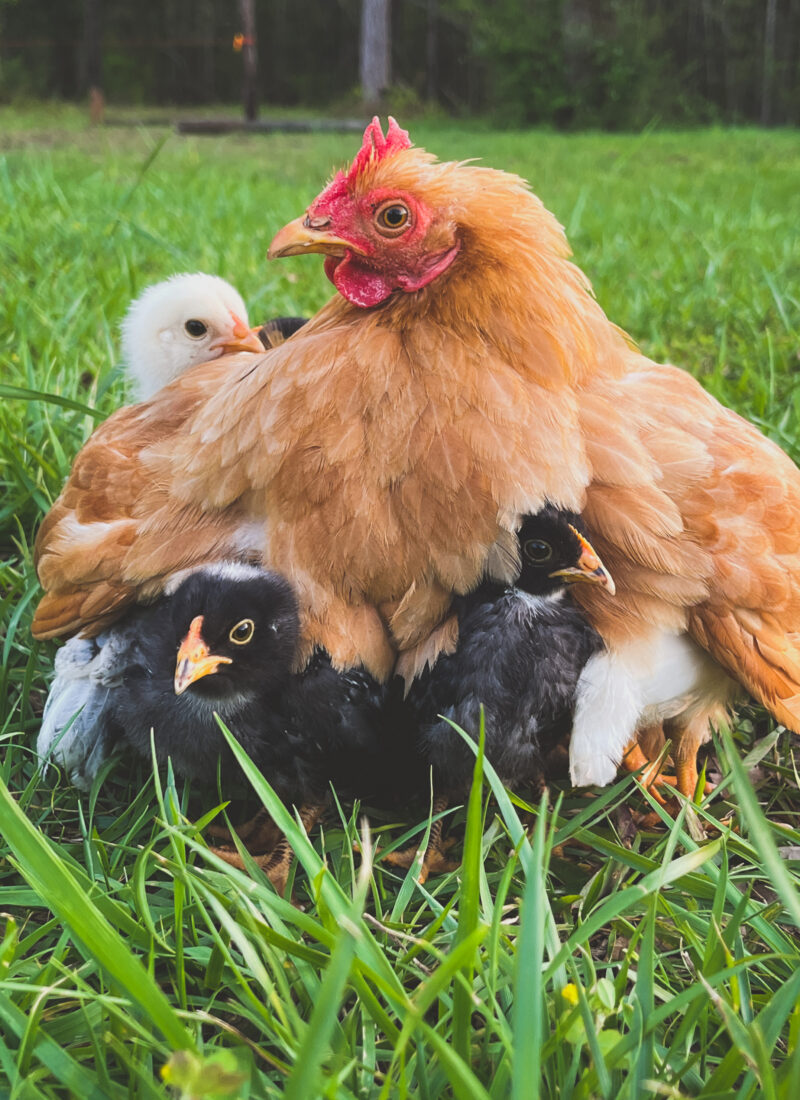 A Broody Hen: 5 Reasons to Love Them