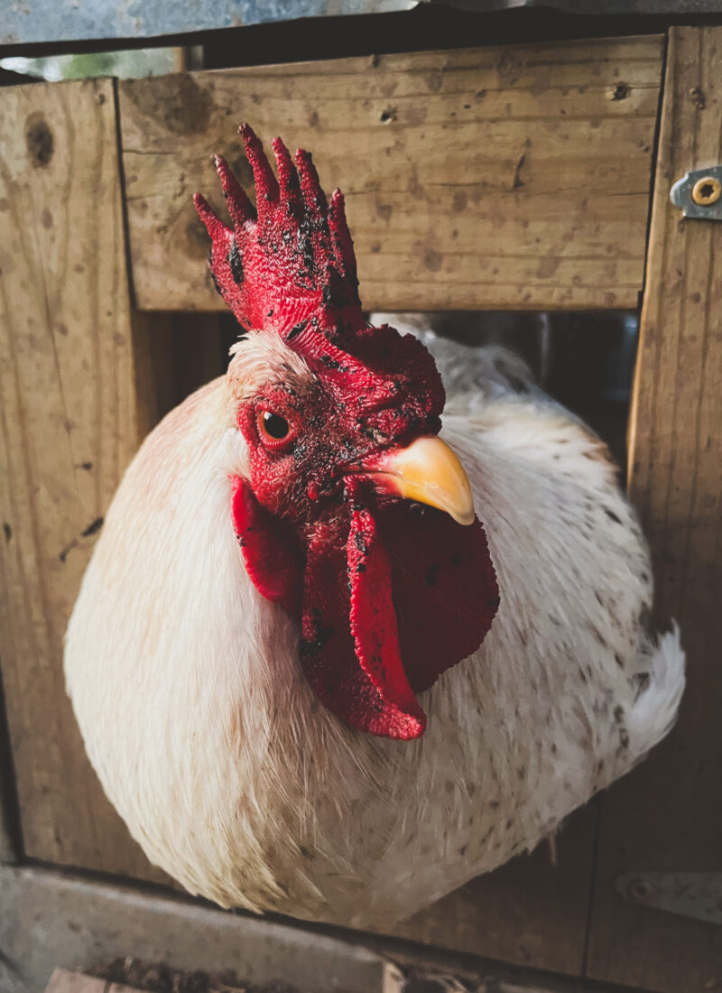 How To Deal With a Bully Chicken