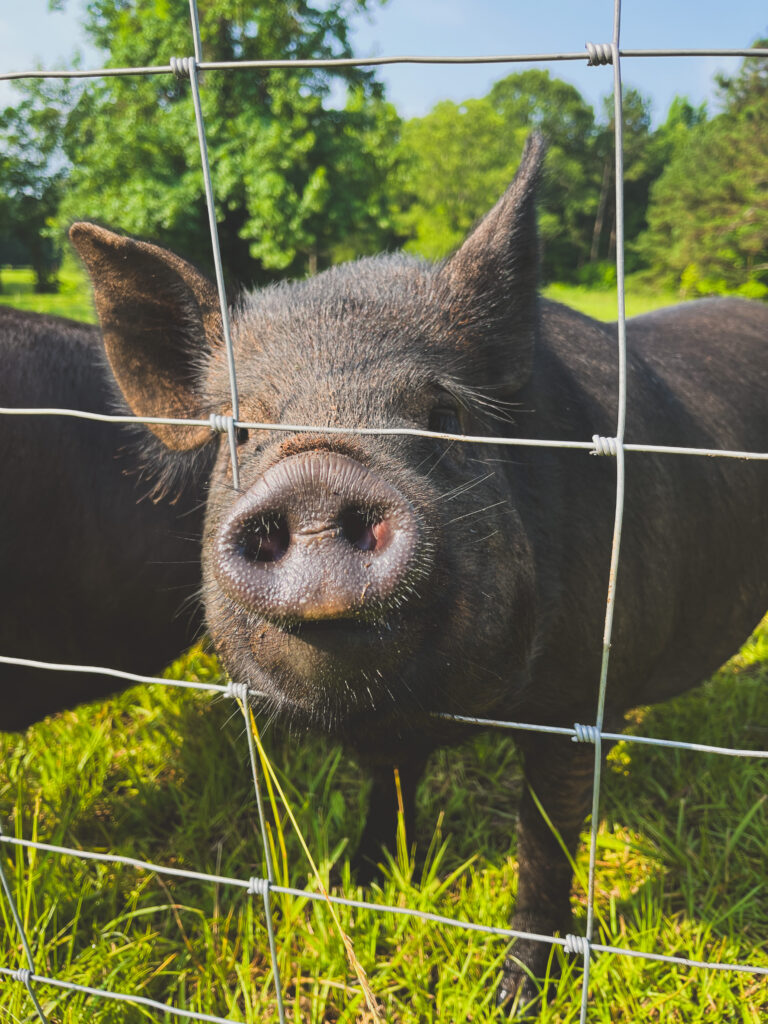 Black pig on green grass peering through fence 