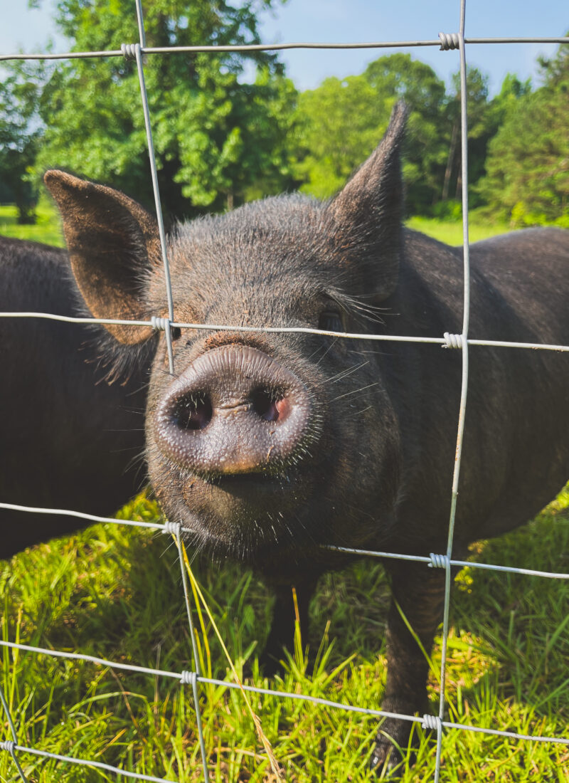 Best Pig Breeds For The Farm