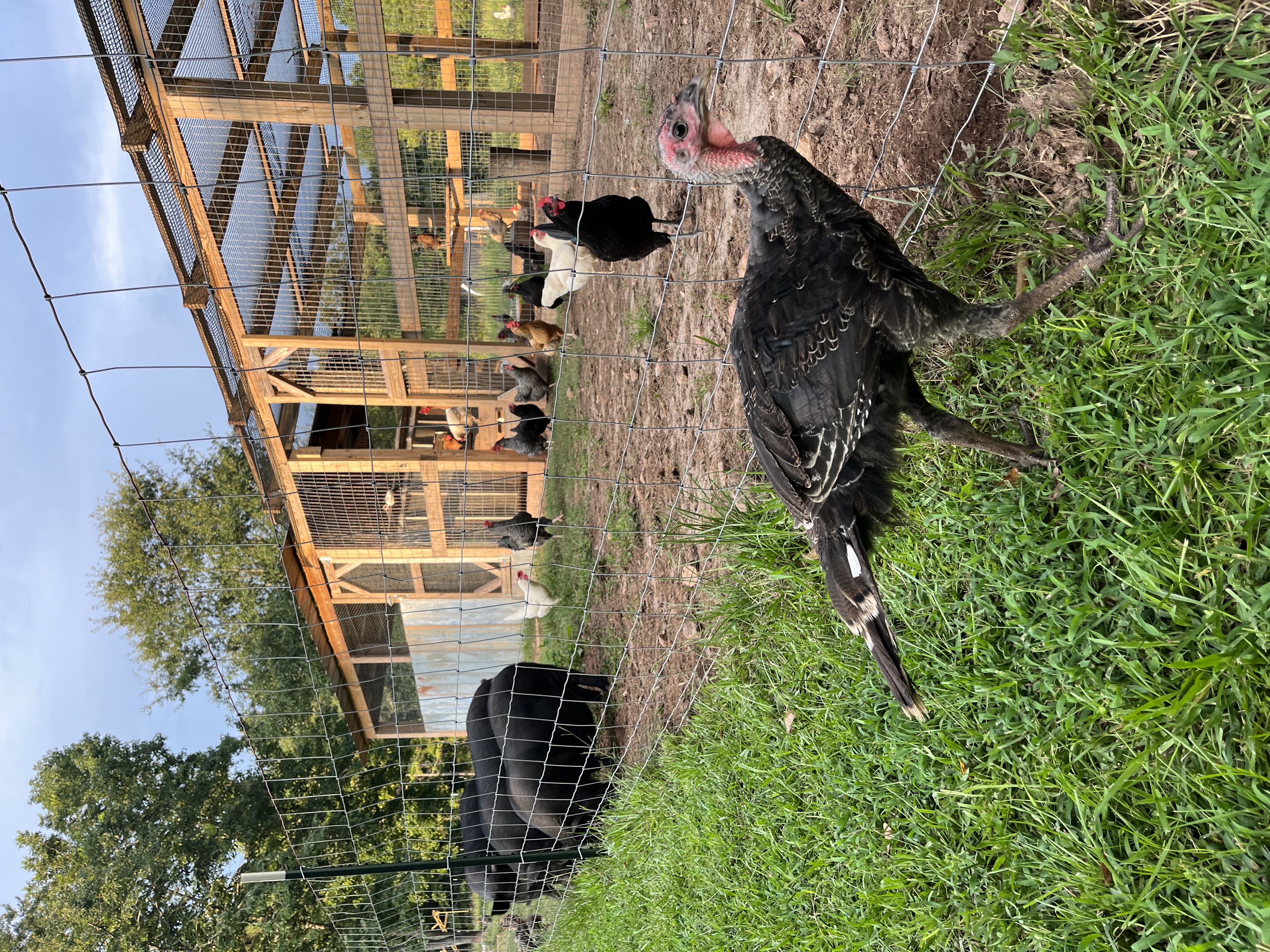 Large Coop for Bully Chickens