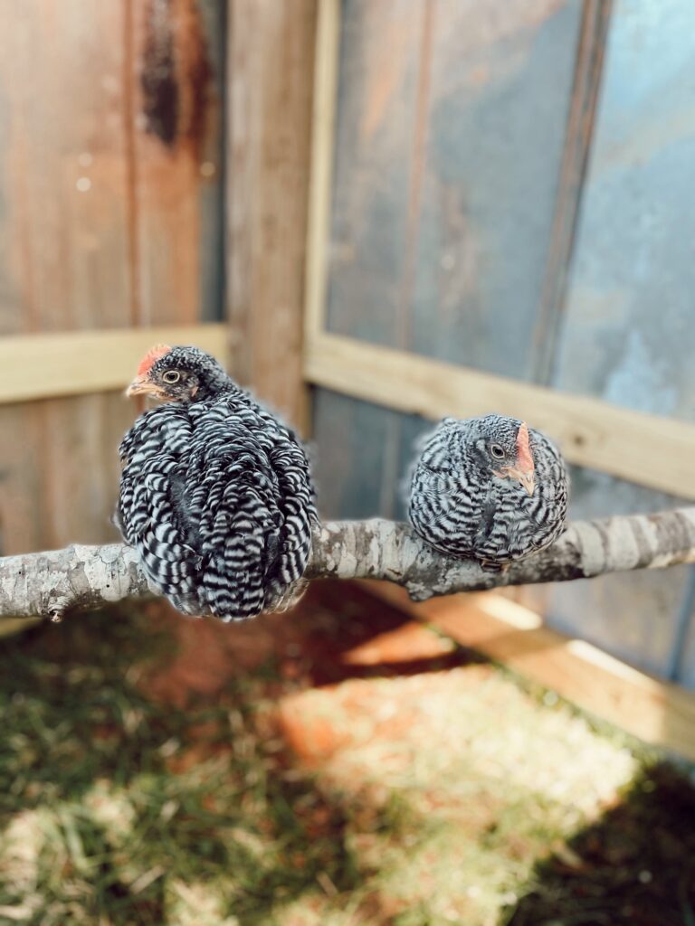 chickens on a branch