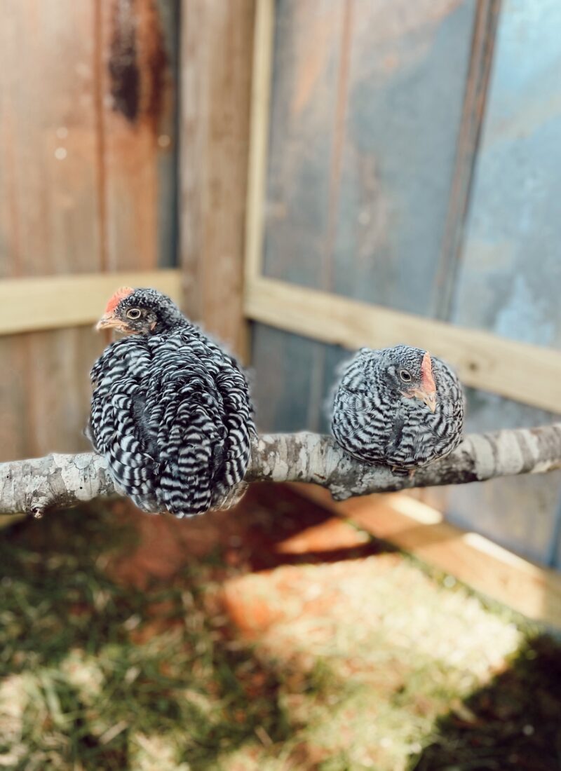 Raising Chicks for Beginners: A Simple Guide