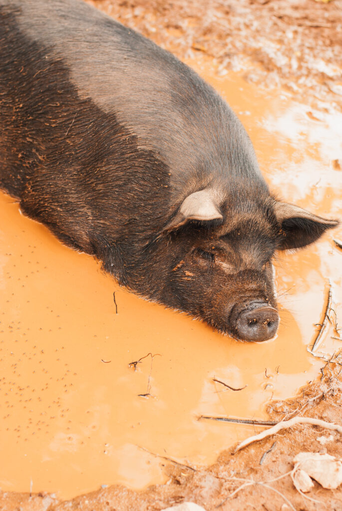How to raise pigs on pasture 