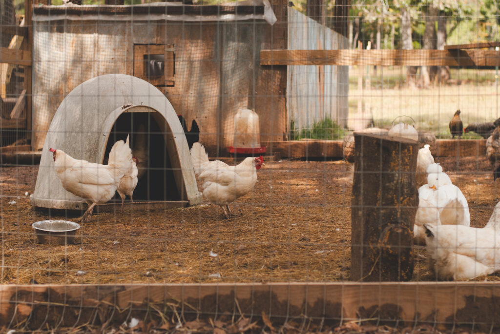 How to keep chickens and ducks together 