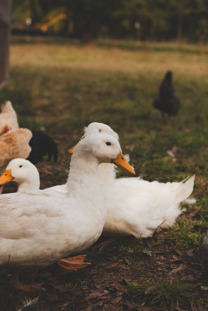 Keeping ducks with chickens 