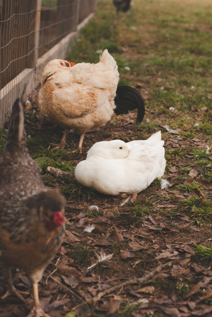 Raising chickens with ducks 