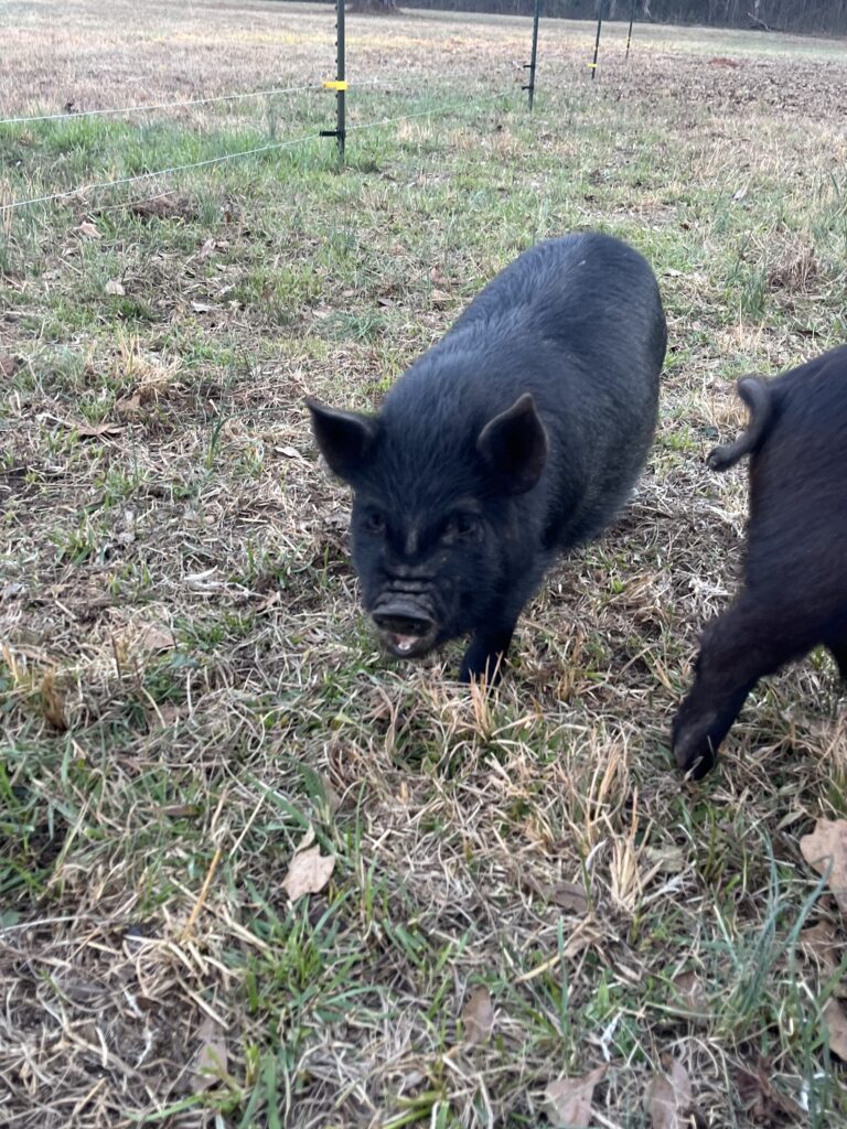 Electric fencing for piglets 