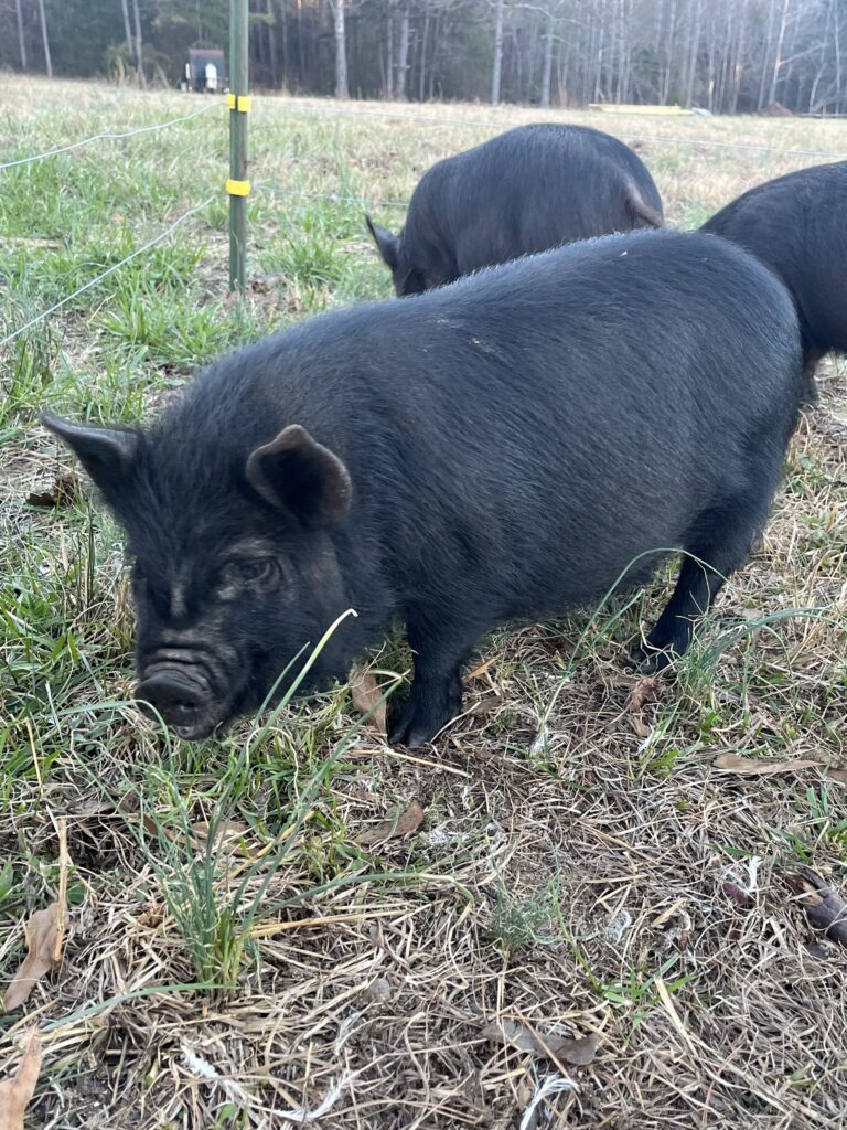 Electric fencing for piglets 