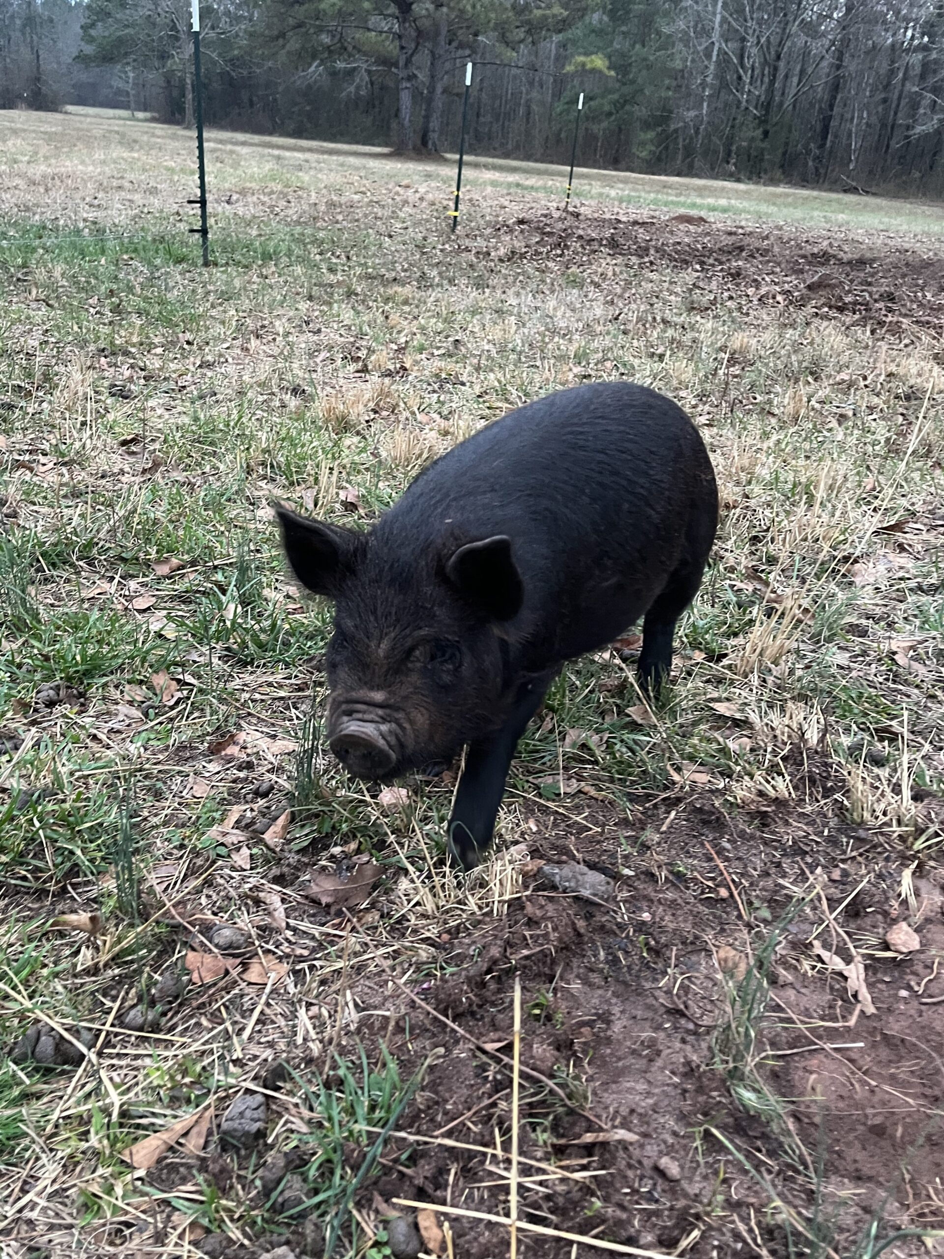 Electric Fencing for piglets 