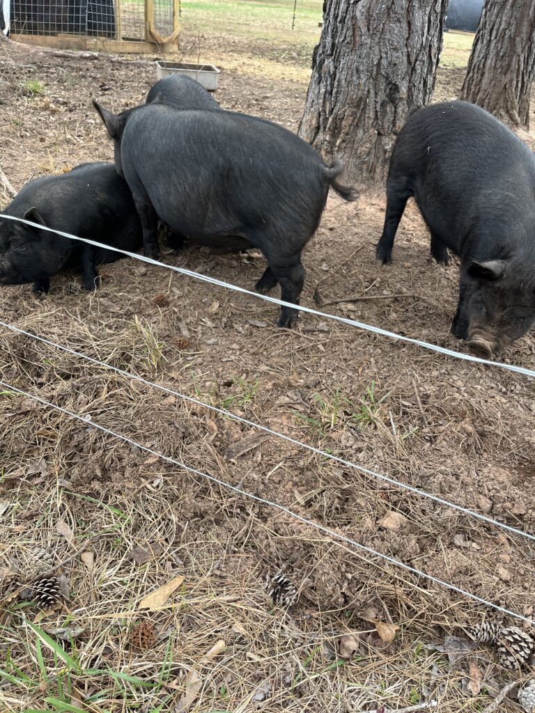 electric fencing for pigs 