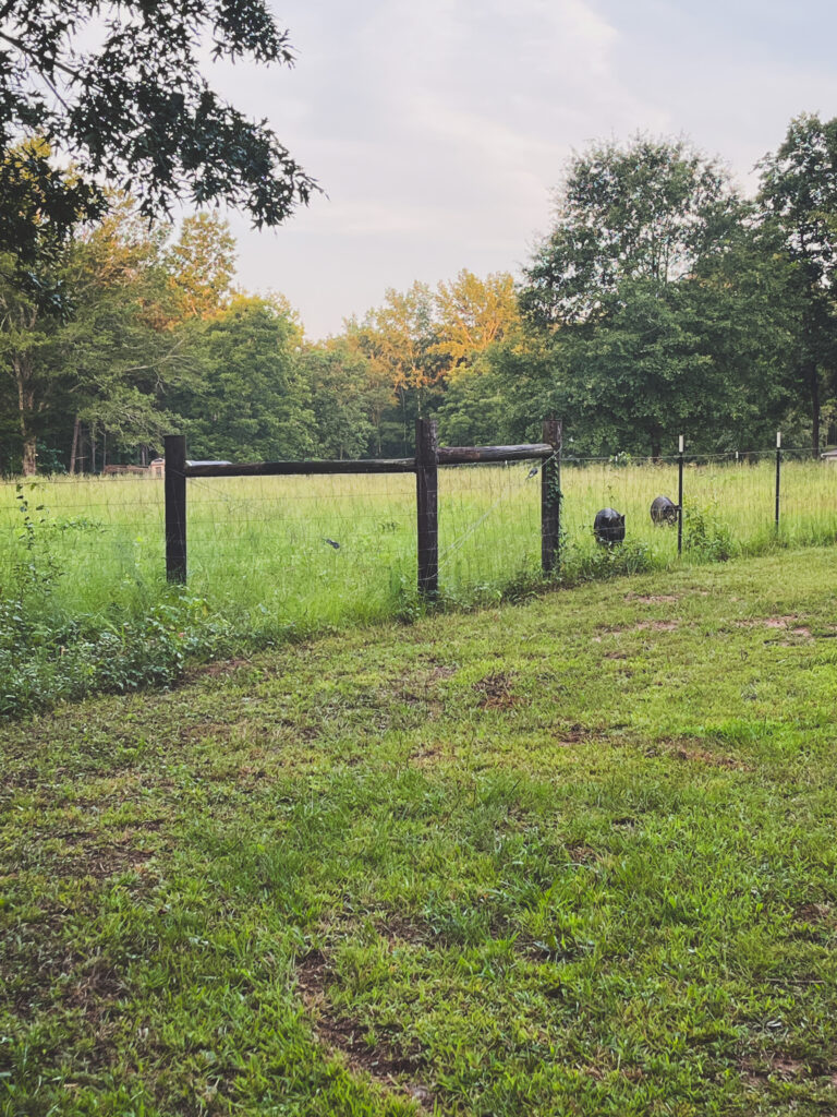 Pasture fence with grass and black pigs 