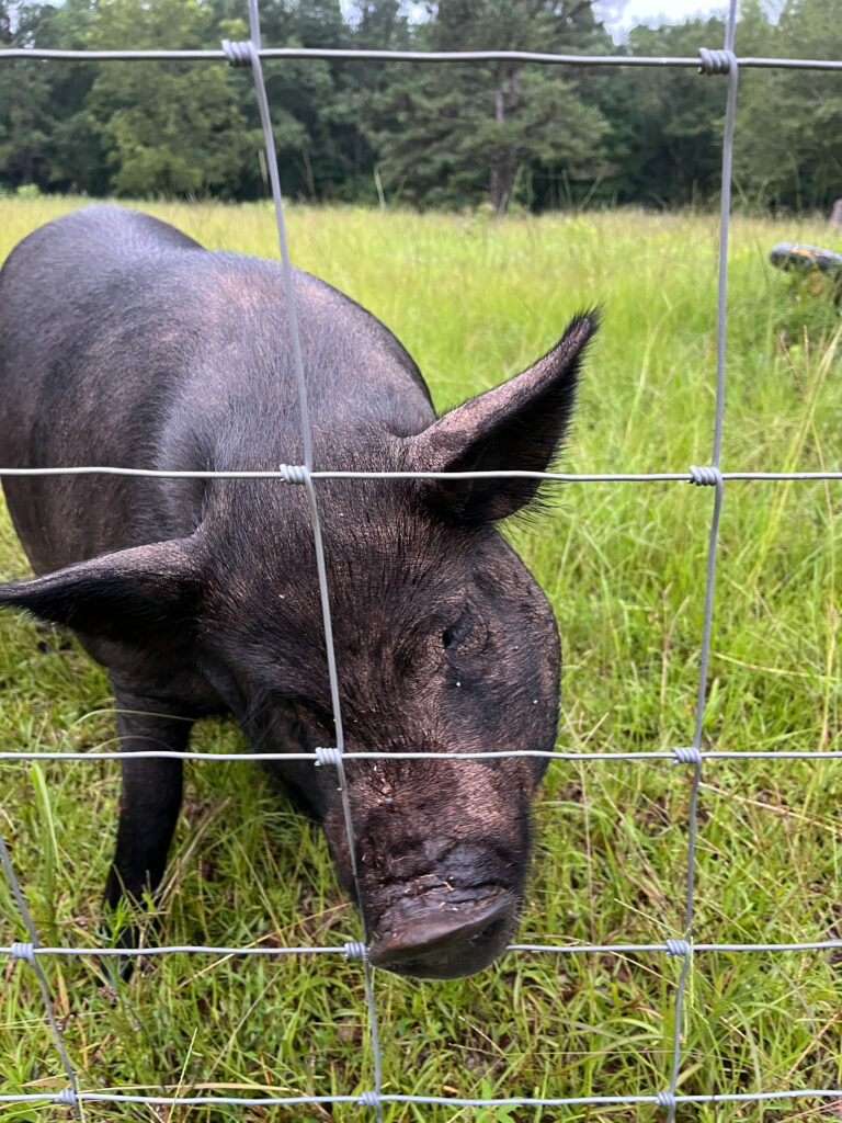 Raising pigs on pasture 