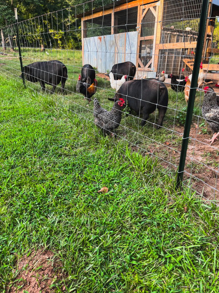 How to raise pigs on pasture 
