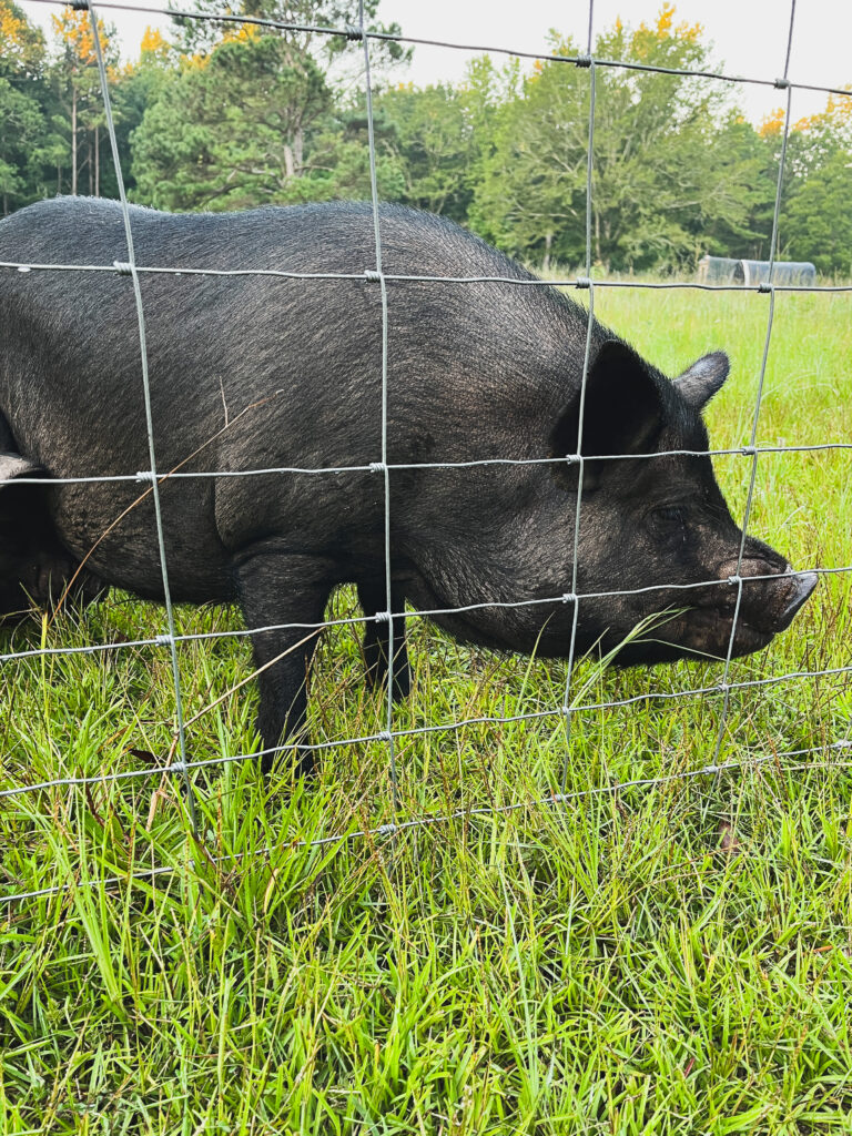 black pig on green grass behind a fence 