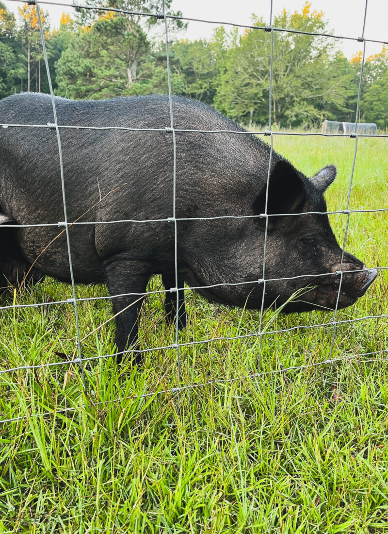 How To Raise Pigs On Pasture