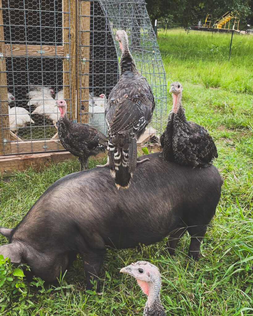 Raising pigs with other animals. 