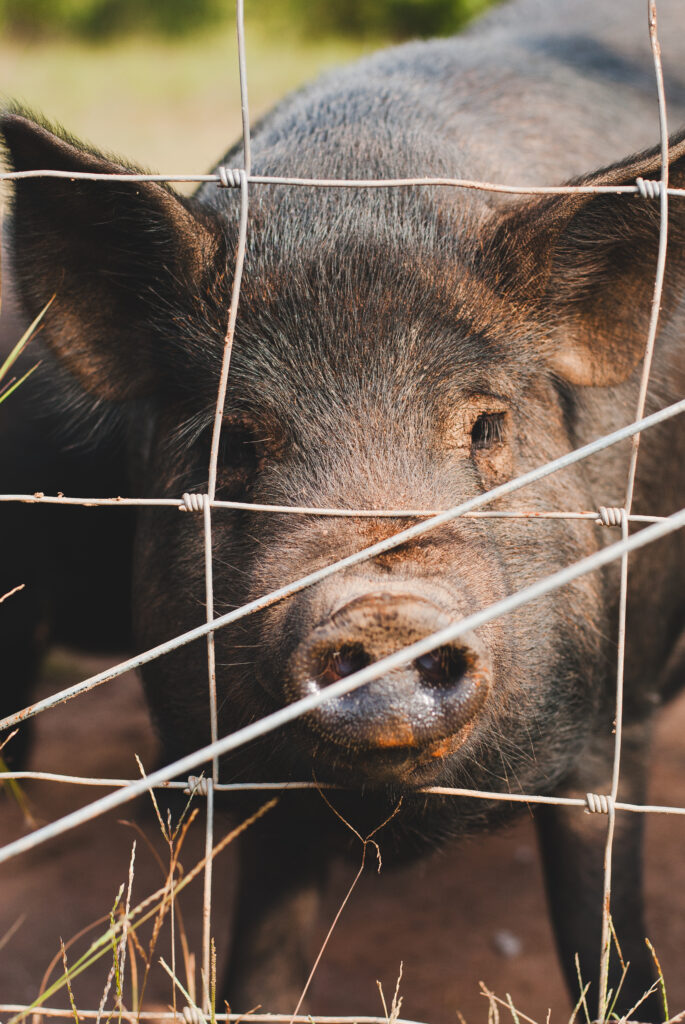 Black pig behind a fence 