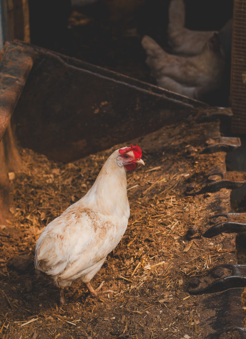 Heating A Chicken Coop Without Electricity